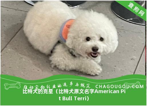 比特犬的克星（比特犬原文名字American Pit Bull Terri）